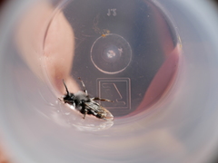 Melecta curvispina