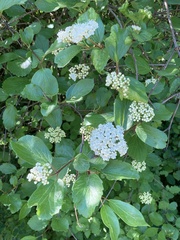 Viburnum ellipticum