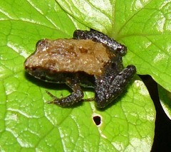Craugastor polyptychus image