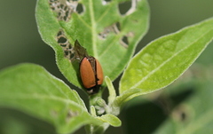 Cheilomenes propinqua