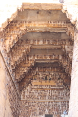 Taphozous nudiventris