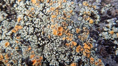 Rhizoplaca subdiscrepans