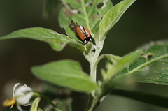 Cheilomenes propinqua