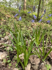 Hyacinthoides non-scripta