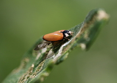 Cheilomenes propinqua