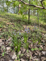 Hyacinthoides non-scripta