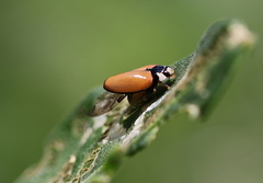 Cheilomenes propinqua