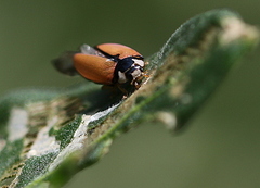 Cheilomenes propinqua