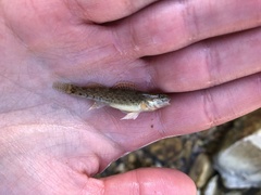 Etheostoma whipplei
