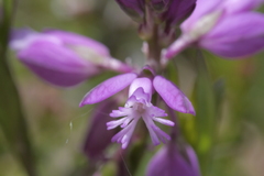 Polygala calcarea