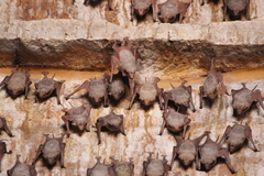 Taphozous nudiventris