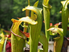 Sarracenia jonesii
