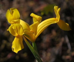 Iris xiphium lusitanica