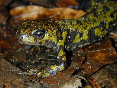 Triturus marmoratus