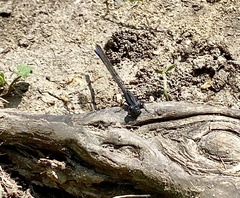 Argia immunda