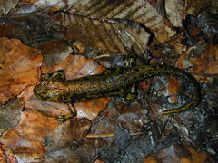 Triturus marmoratus