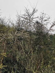 Prunus salicina