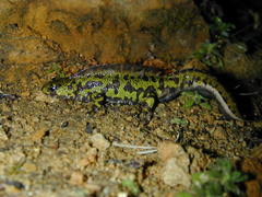 Triturus marmoratus