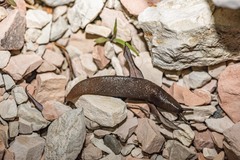 Gigantomilax daghestanus