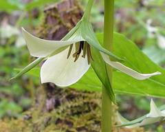 Trillium rugelii