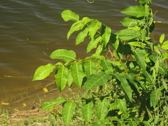 Astronium graveolens