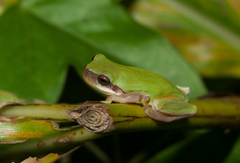 Hyla chinensis