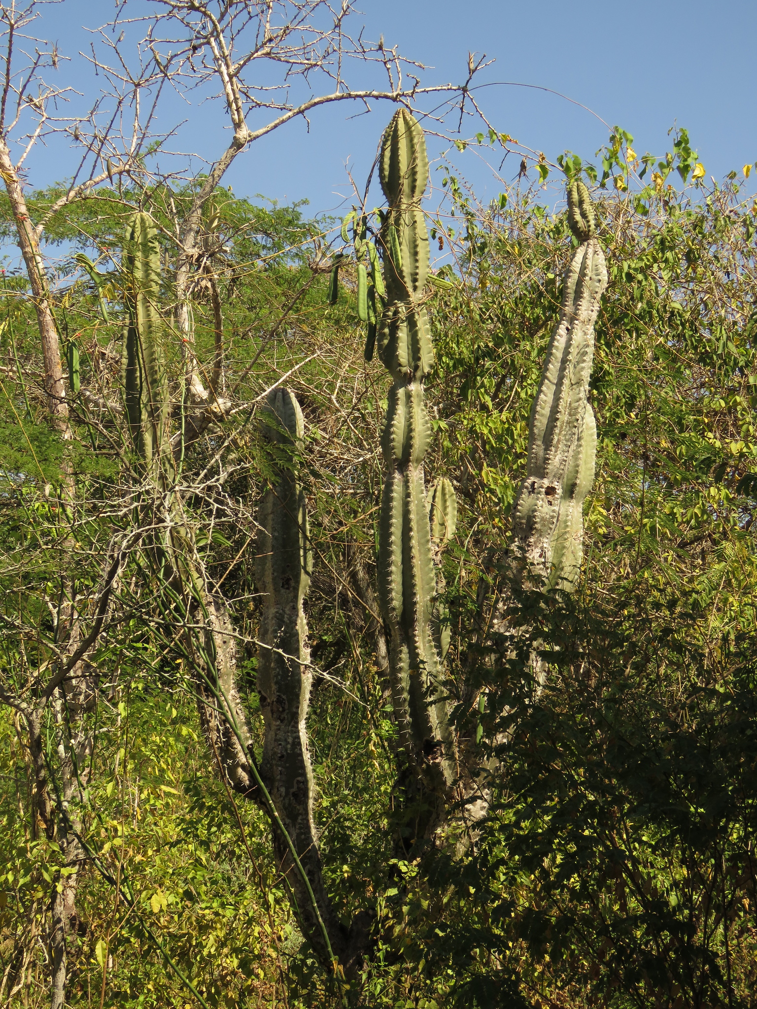Cereus fricii