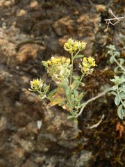 Odontarrhena argentea