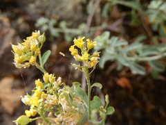 Odontarrhena argentea