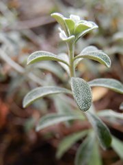 Odontarrhena argentea