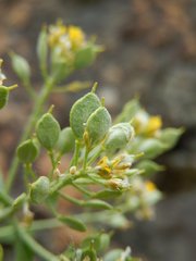 Odontarrhena argentea