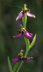 Ophrys apifera almaracensis