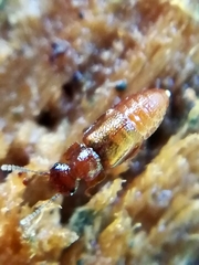 Metopsia