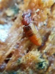 Metopsia
