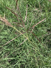 Bothriochloa bladhii