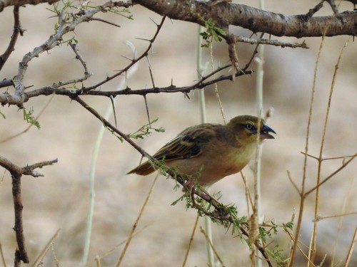 Black-headed Weaver, Saint-Louis, Senegal, photo 9 of 10