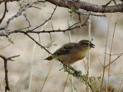 Ploceus melanocephalus
