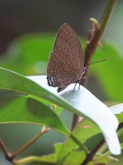Arhopala epimuta