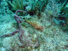 Epinephelus guttatus