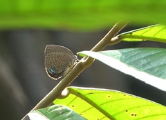Arhopala epimuta