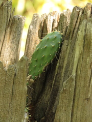 Opuntia caracassana