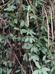 Rhododendron latoucheae