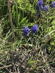Muscari