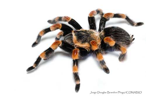 Mexican Redknee Tarantula