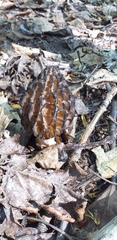 Morchella