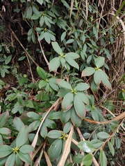Rhododendron latoucheae