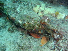 Heteropriacanthus cruentatus