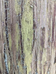 Chrysothrix chamaecyparicola