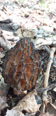 Morchella