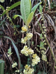 Litsea cubeba